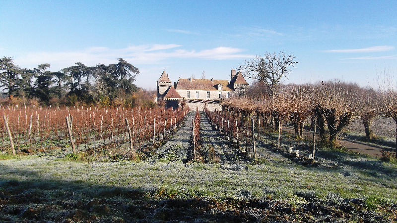 Clipped Vines In the Morning Frost